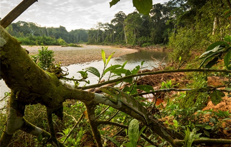The forests of Madidi National Park in Bolivia. CREDIT: Rob Wallace/WCS. 